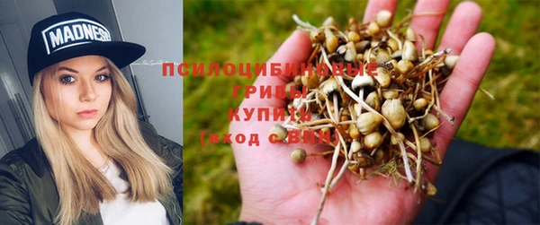 apvp Белокуриха