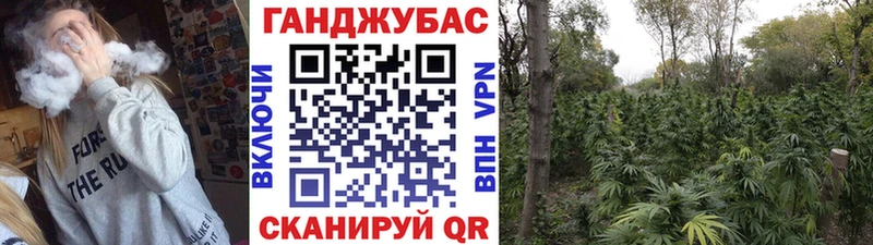 Каннабис планчик  где продают   сайты даркнета наркотические препараты  Жердевка 